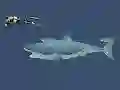 Joc Mad Shark on-line