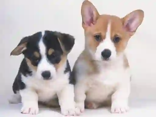 Joc Cute Puppies Puzzle on-line