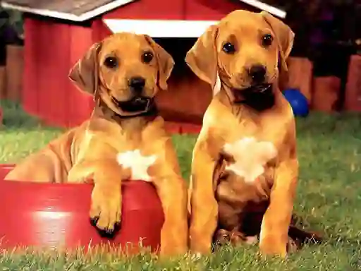 Joc Puppy Pairs Puzzle on-line