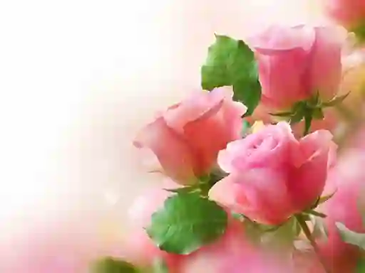 Joc Pink Roses on-line