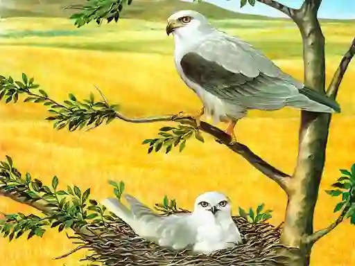 Joc Birds Of Prey Puzzle on-line