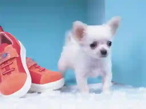 Joc Lovely Puppy Puzzle on-line