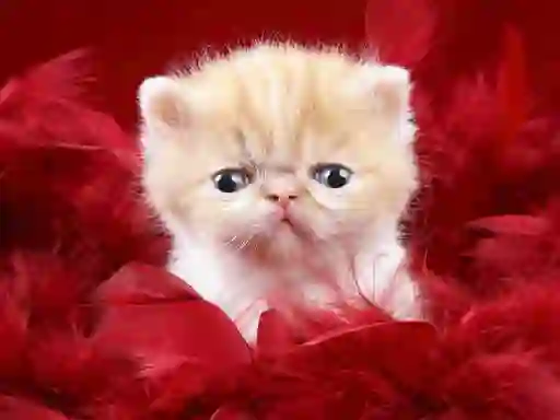Joc Funny Kitty on-line