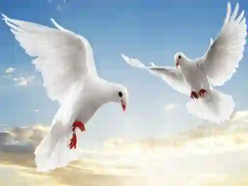 Joc Flying Birds on-line