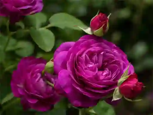 Joc Purple Roses on-line