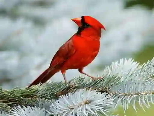 Joc Birds Puzzle on-line