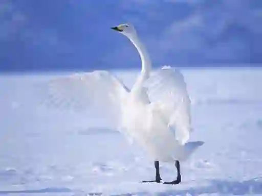 Joc Graceful Swans on-line