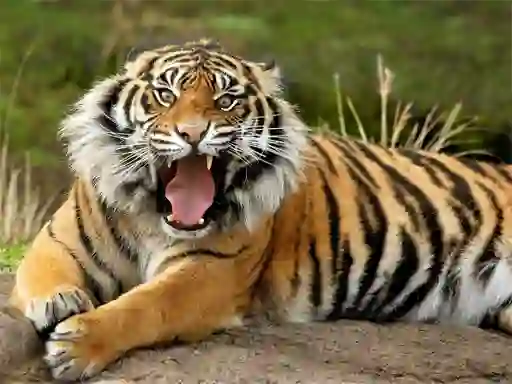 Joc Animals Jigsaw Puzzle Tiger on-line