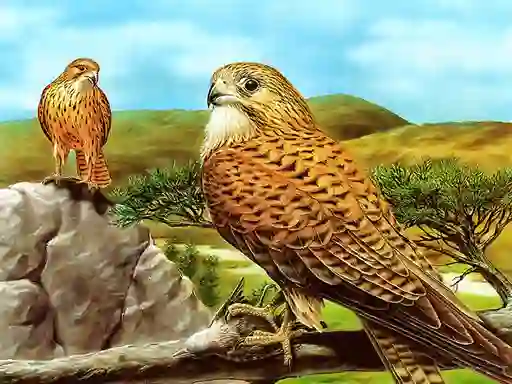 Joc Birds of Prey Slide on-line