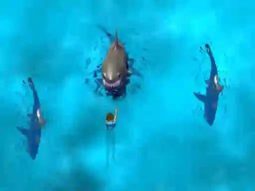 Joc Avoid the Sharks on-line
