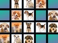 Joc Memoria animalelor  on-line