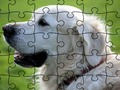 Joc Jigsaw Puzzle Animale domesticite  on-line