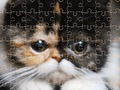 Joc Pisici exotice Jigsaw Puzzle  on-line