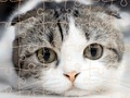 Joc Pisici Timpul Puzzle  on-line
