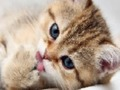 Joc 15 Imagine test  on-line