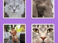 Joc Imagine Slider Animals on-line