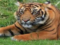 Joc Zoo Trivia on-line