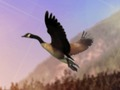 Joc Duck Vânător on-line
