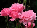 Joc Trandafiri roz  on-line