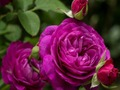 Joc Roze violet  on-line