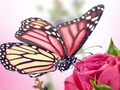 Joc Puzzle cu fluturi  on-line