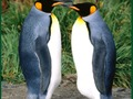 Joc Pinguin puzzle  on-line