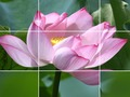 Joc Flori de lotus  on-line