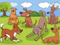 Joc Diferențe de animale  on-line