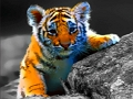 Joc Jigsaw pentru animale sălbatice  on-line