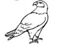 Joc Cartea de colorat de vulturi  on-line