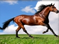 Joc Animale Jigsaw Puzzle Cai  on-line