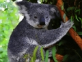 Joc Cute Baby Koala Bear on-line