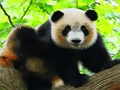 Joc Panda drăguță pentru bebeluși on-line