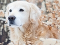 Joc Puzzle de iarnă pentru animale de companie  on-line