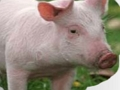Joc Zgârieturi și ghici animale  on-line