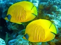 Joc Jigsaw World Underwater  on-line