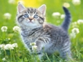 Joc Puzzle pentru pisoi  on-line