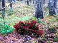 Joc Bernati Forest Adventure on-line