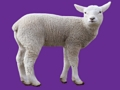 Joc Animal de bebeluși on-line