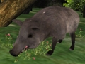 Joc Jigsaw de vânătoare de mistreți  on-line