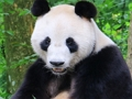 Joc Puzzle cu animale  on-line