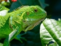Joc Iguana sălbatică  on-line