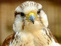 Joc Gyrfalcon Jigsaw on-line