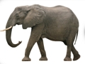 Joc Animal ABC on-line