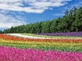 Joc Jigsaw de grădină cu flori colorate  on-line