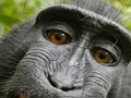 Joc Maestru de Jigsaw  on-line