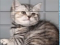 Joc Picpu Cat on-line