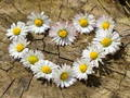 Joc Daisy Heart Jigsaw on-line