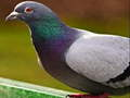 Joc Puzzle de porumbei  on-line
