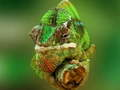 Joc Cameleon Jigsaw  on-line